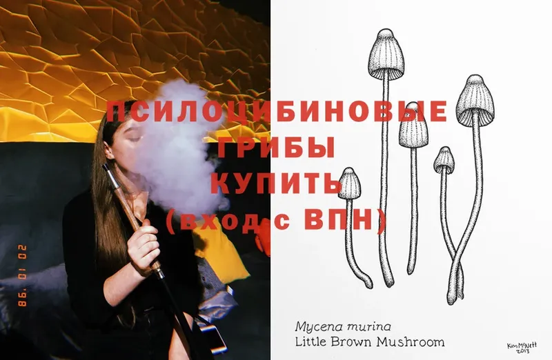 Псилоцибиновые грибы Psilocybine cubensis  Курчалой 